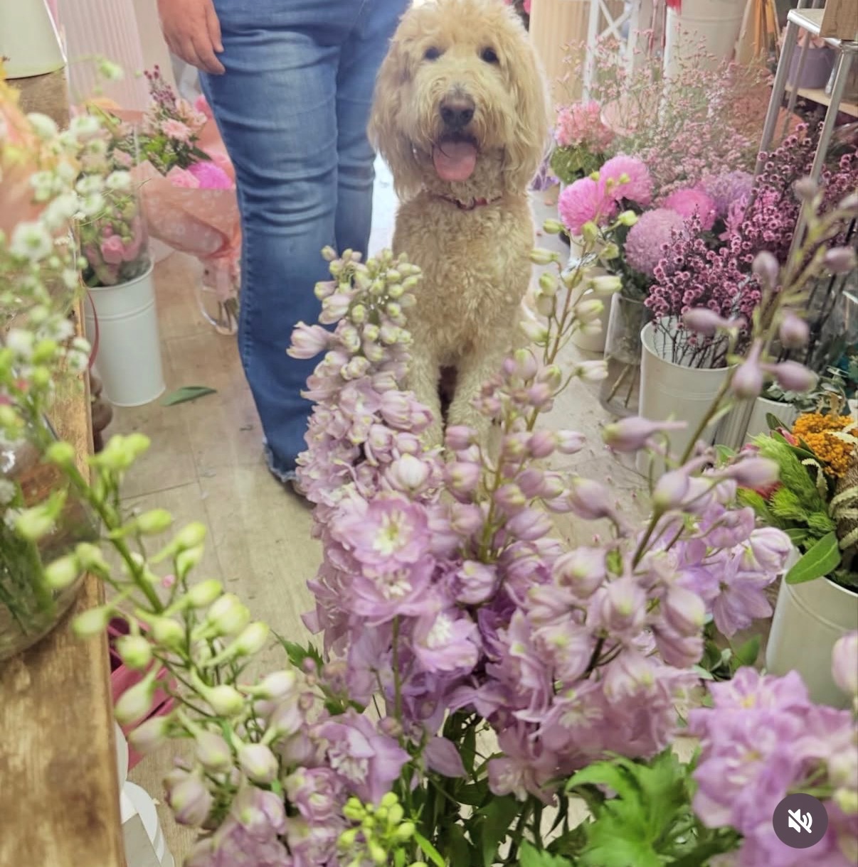 A happy groomed dog standing among flowers