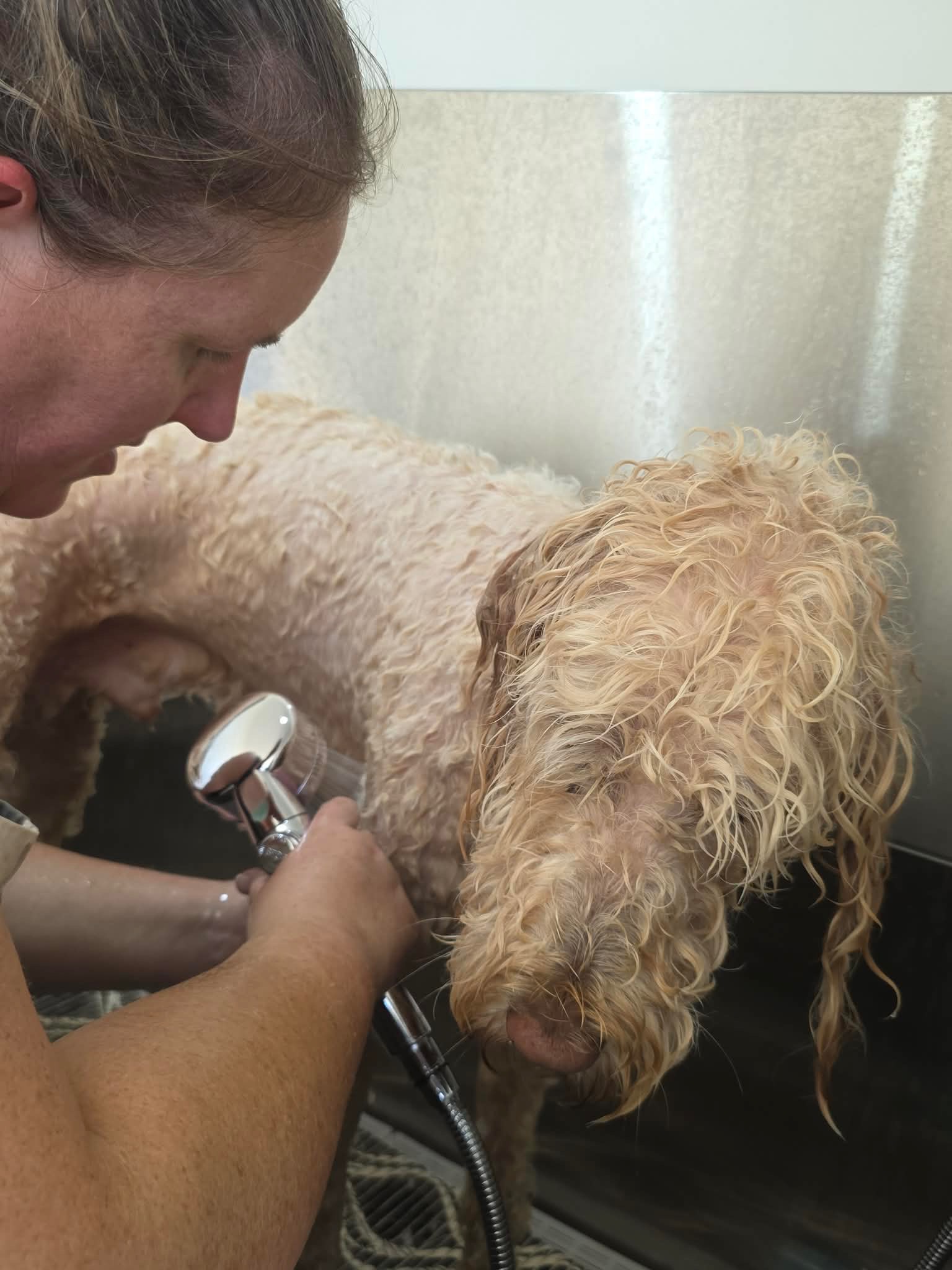 Amy gently bathing a large curly-coated dog