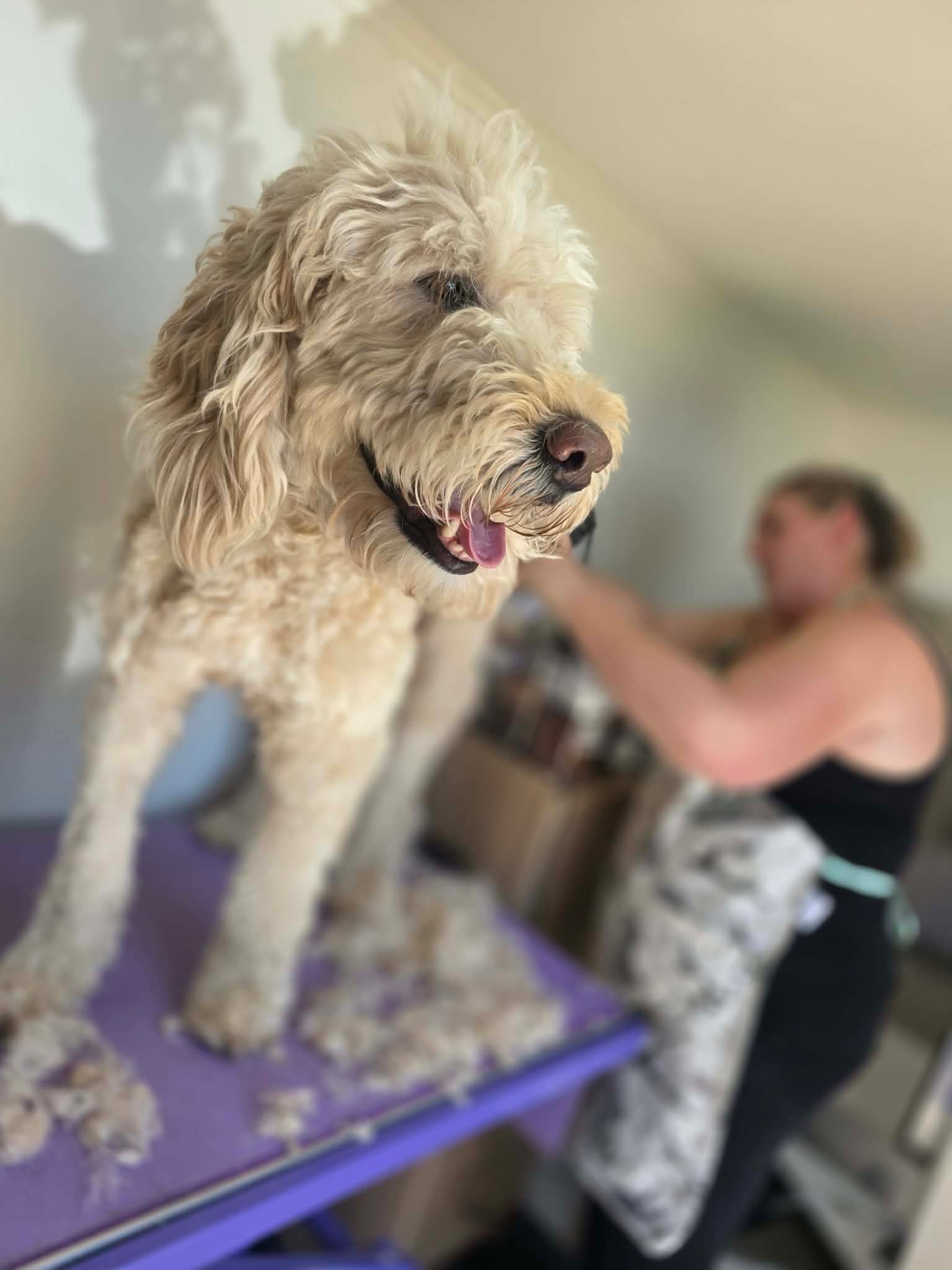 A happy fluffy dog standing on Amy's grooming table